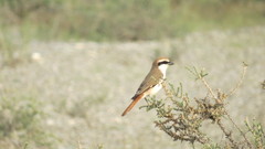 Lanius phoenicuroides