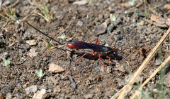 Echthrus abdominalis