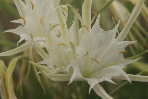 Amaryllidaceae image