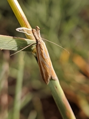 Pleurota honorella