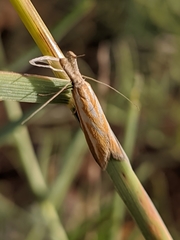 Pleurota honorella