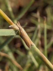 Pleurota honorella