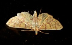 Conogethes haemactalis