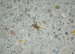 Dysderidae
