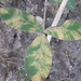 Sweet Pea Blight - Photo (c) Juha Tuomola, some rights reserved (CC BY-NC), uploaded by Juha Tuomola