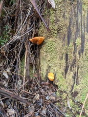 Piptoporus australiensis