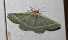 Mixocera latilineata