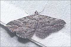 Chrysolarentia arachnitis