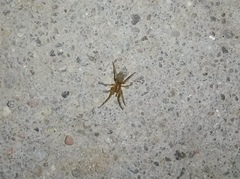 Dysderidae