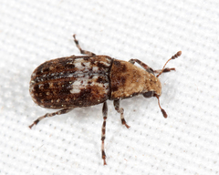 Euparius paganus