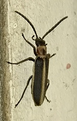 Oxycopis mimetica