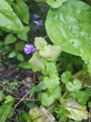 Glechoma hederacea