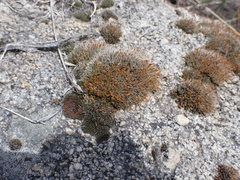 Coscinodon calyptratus