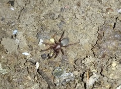 Dysderidae