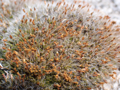 Coscinodon calyptratus