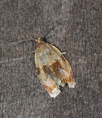 Clepsis listerana
