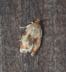 Clepsis listerana