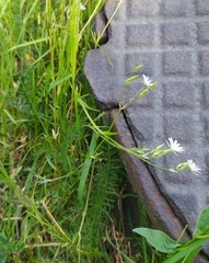 Stellaria graminea