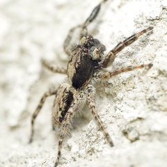Menemerus taeniatus