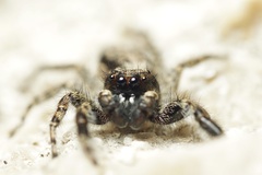 Menemerus taeniatus