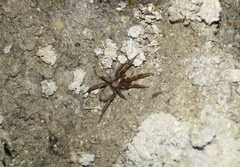 Dysderidae
