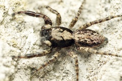 Menemerus taeniatus