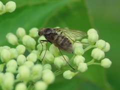 Chrysopilus pilosus