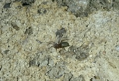 Dysderidae