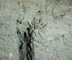 Plexippoides flavescens