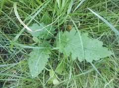 Tracheophyta