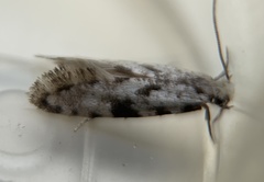 Nemapogon auropulvella