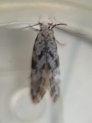 Nemapogon auropulvella
