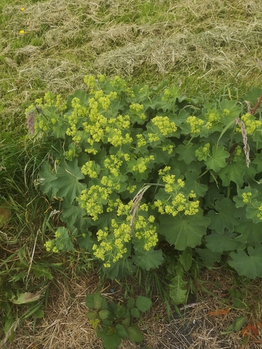 Lady's-mantle (Alchemilla mollis)