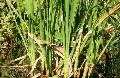 Pomacea paludosa image