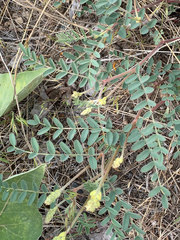 Astragalus collinus