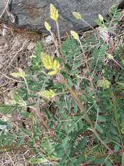 Astragalus collinus