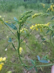 Melilotus officinalis