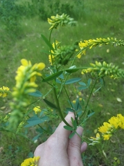 Melilotus officinalis