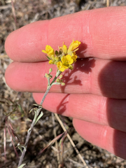 Physaria douglasii