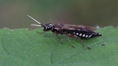 Xiphydria maculata