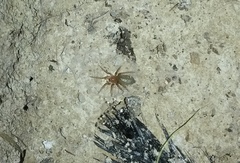 Dysderidae