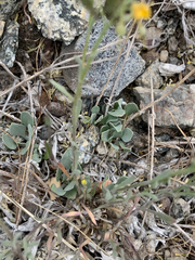 Physaria douglasii