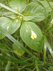 Impatiens parviflora