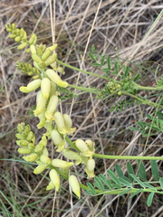 Astragalus collinus
