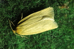 Zelotherses paleana