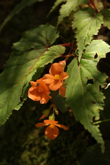 Begonia sutherlandii