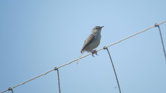 Prinia lepida