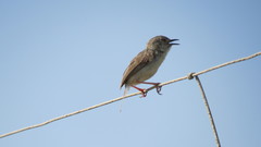 Prinia lepida