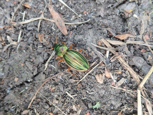 Golden ground beetle