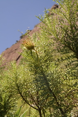 Berkheya draco